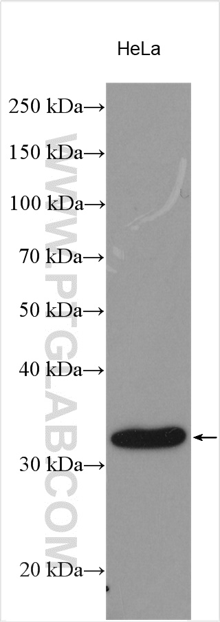 WB analysis using 16752-1-AP