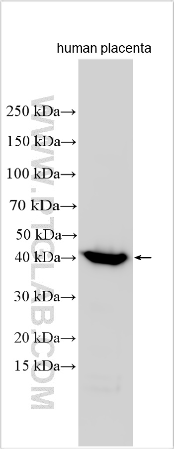 WB analysis using 32642-1-AP