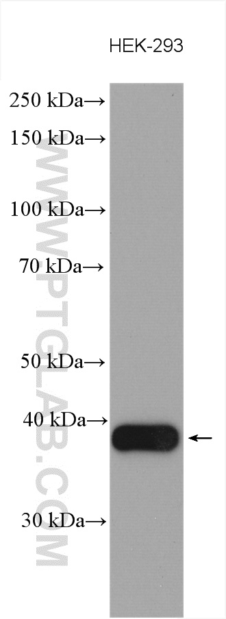 WB analysis using 16988-1-AP