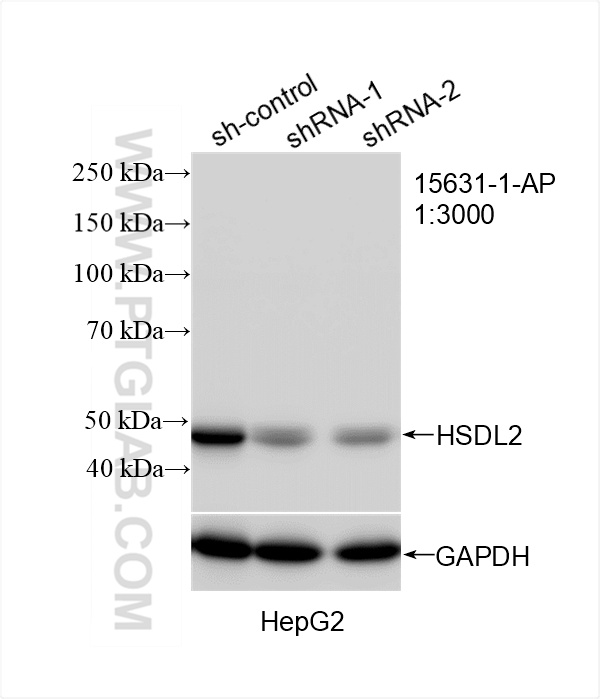 WB analysis of HepG2 using 15631-1-AP WB analysis of HepG2 using 15631-1-AP