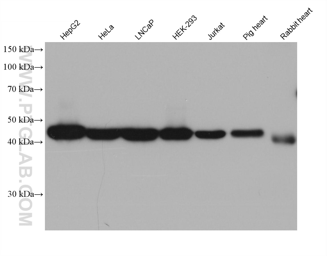 WB analysis using 68414-1-Ig