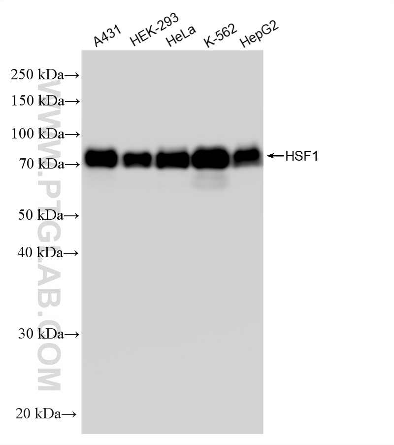 WB analysis using 88318-1-RR (same clone as 88318-1-PBS) WB analysis using 88318-1-RR (same clone as 88318-1-PBS)