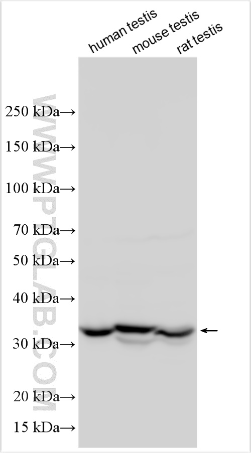 WB analysis using 32594-1-AP