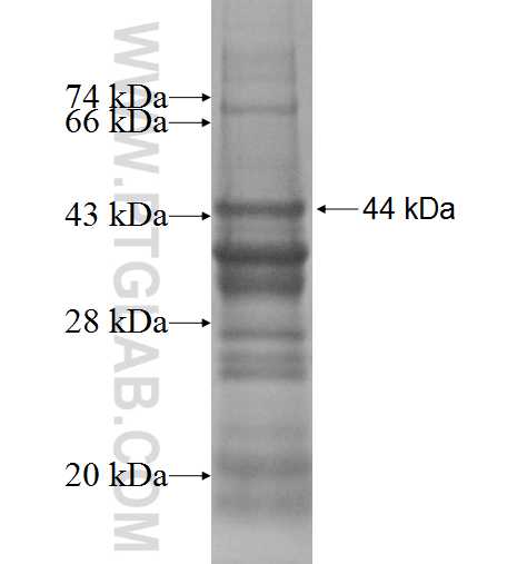 HSH2D fusion protein Ag2363 SDS-PAGE