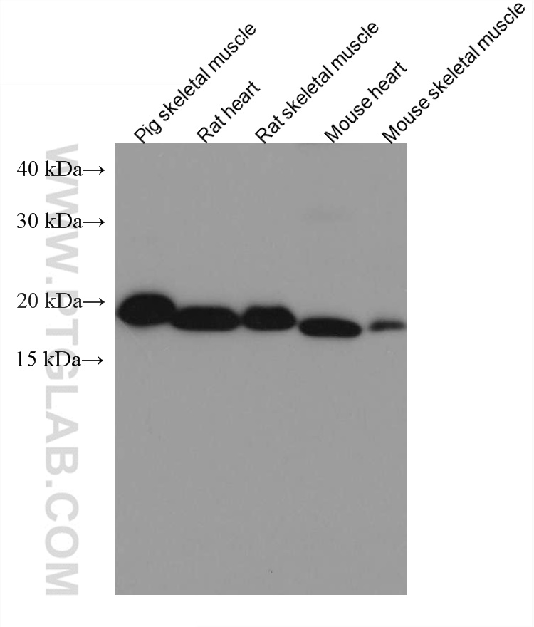 WB analysis using 67327-1-Ig