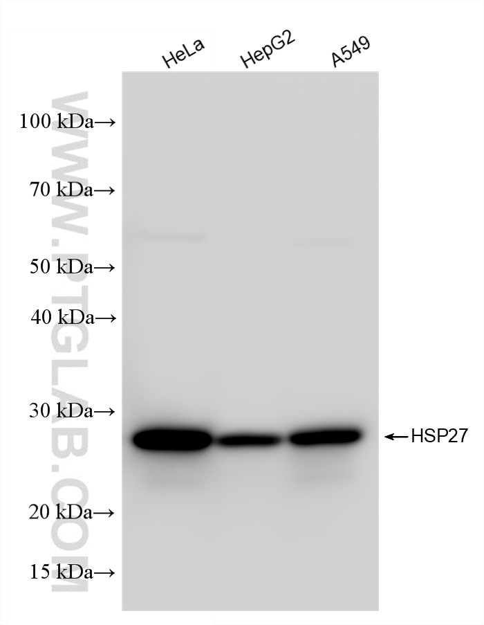 Various lysates were subjected to SDS PAGE followed by western blot with 80046-5-RR (HSP27 antibody) at dilution of 1:5000 incubated at room temperature for 1.5 hours. WB analysis using 80046-5-RR