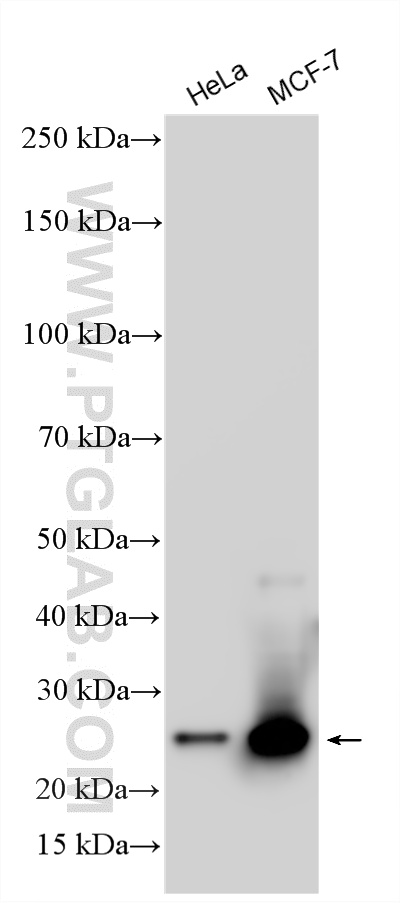 WB analysis using RMX00089 WB analysis using RMX00089