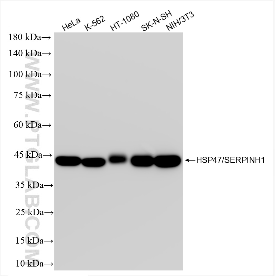 WB analysis using 83689-3-RR
