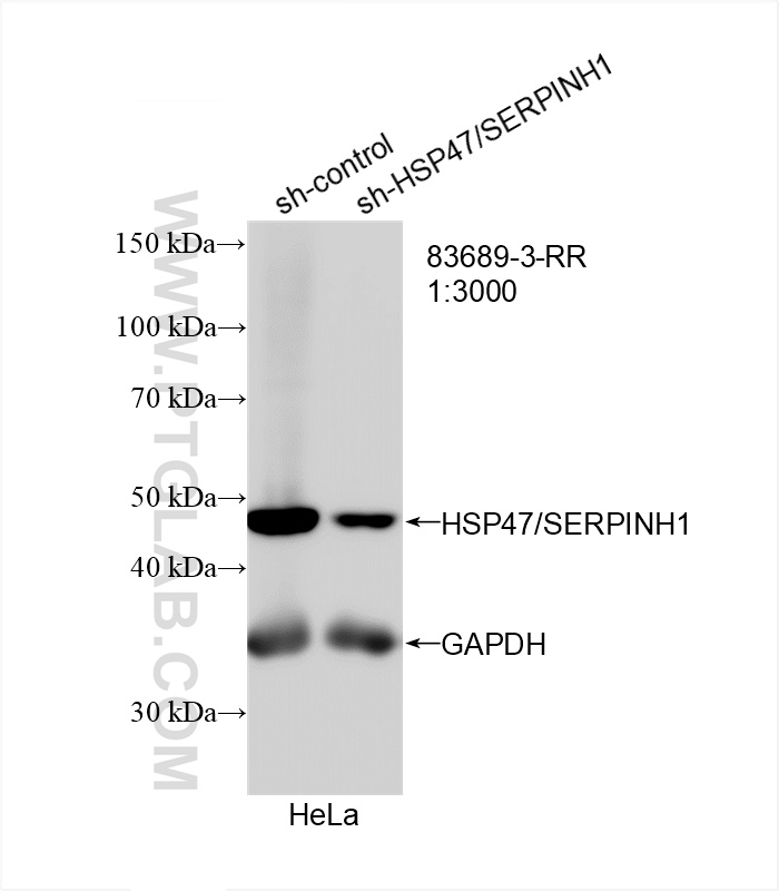 WB analysis of HeLa using 83689-3-RR