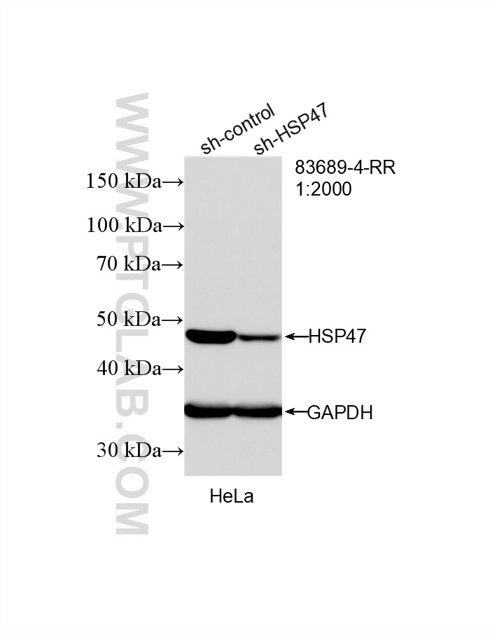 WB result of HSP47/SERPINH1 antibody (<a class='green' href='/productredirect?CatalogNo=83689-4-RR' target='_blank'>83689-4-RR</a>; 1:2000; incubated at room temperature for 1.5 hours) with sh-Control and sh-HSP47/SERPINH1 transfected HeLa cells. This data was developed using the same antibody clone with 83689-4-PBS in a different storage buffer formulation. WB analysis of HeLa using 83689-4-RR (same clone as 83689-4-PBS)