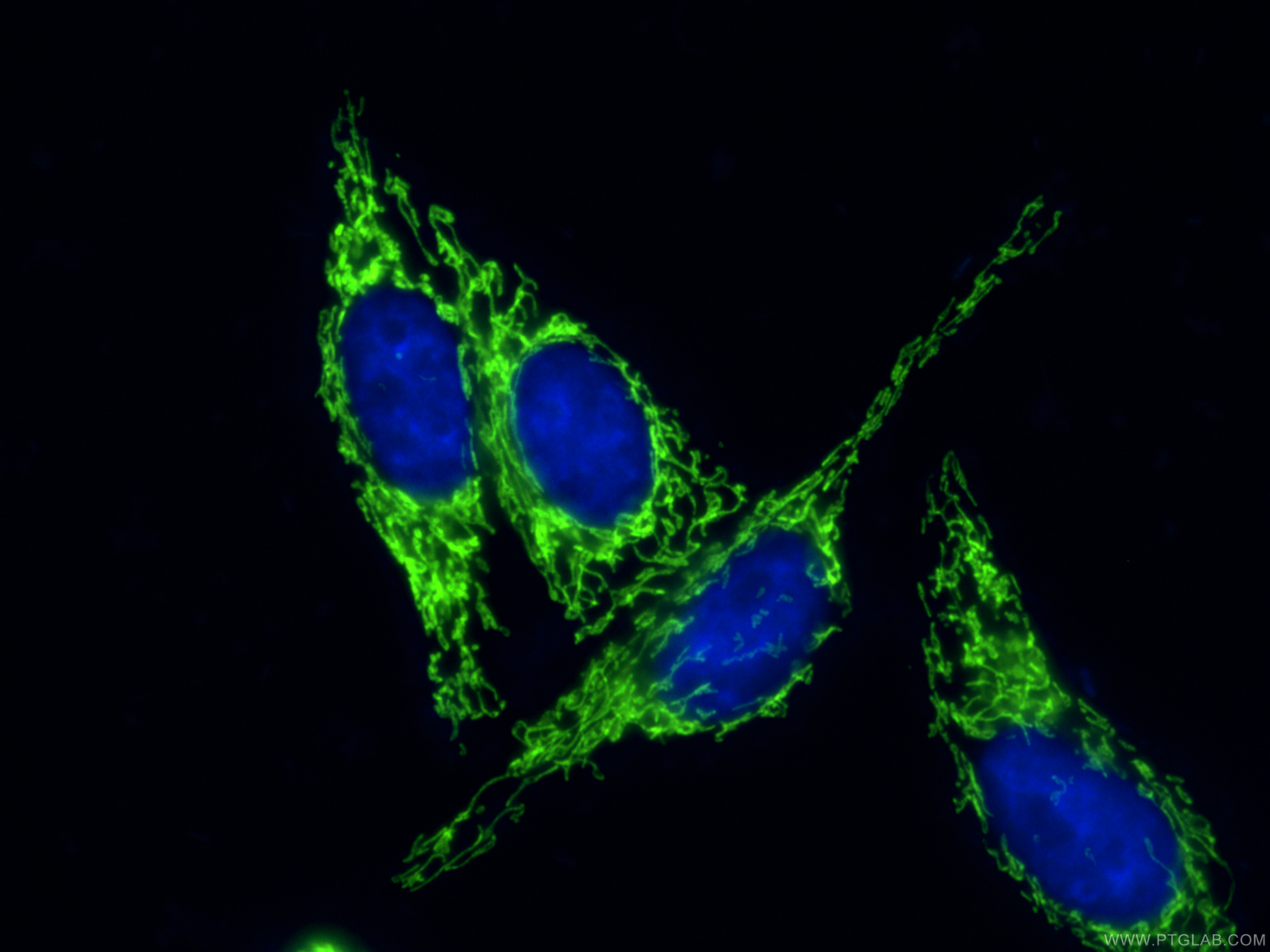 IF Staining of HepG2 using CL488-66041