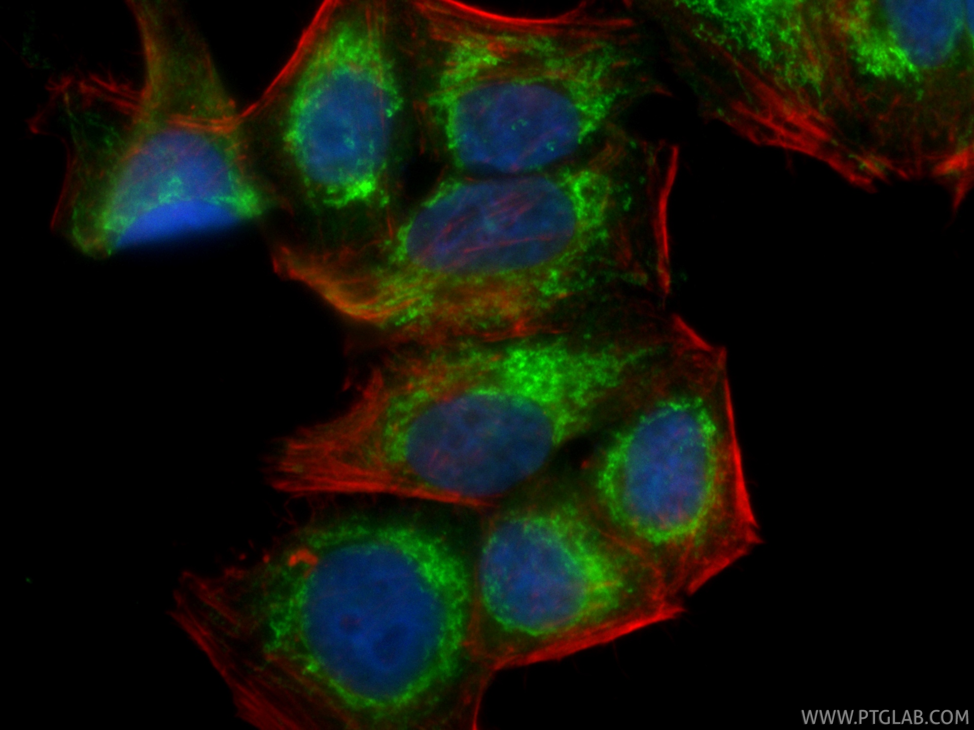 IF Staining of HepG2 using CL488-86275