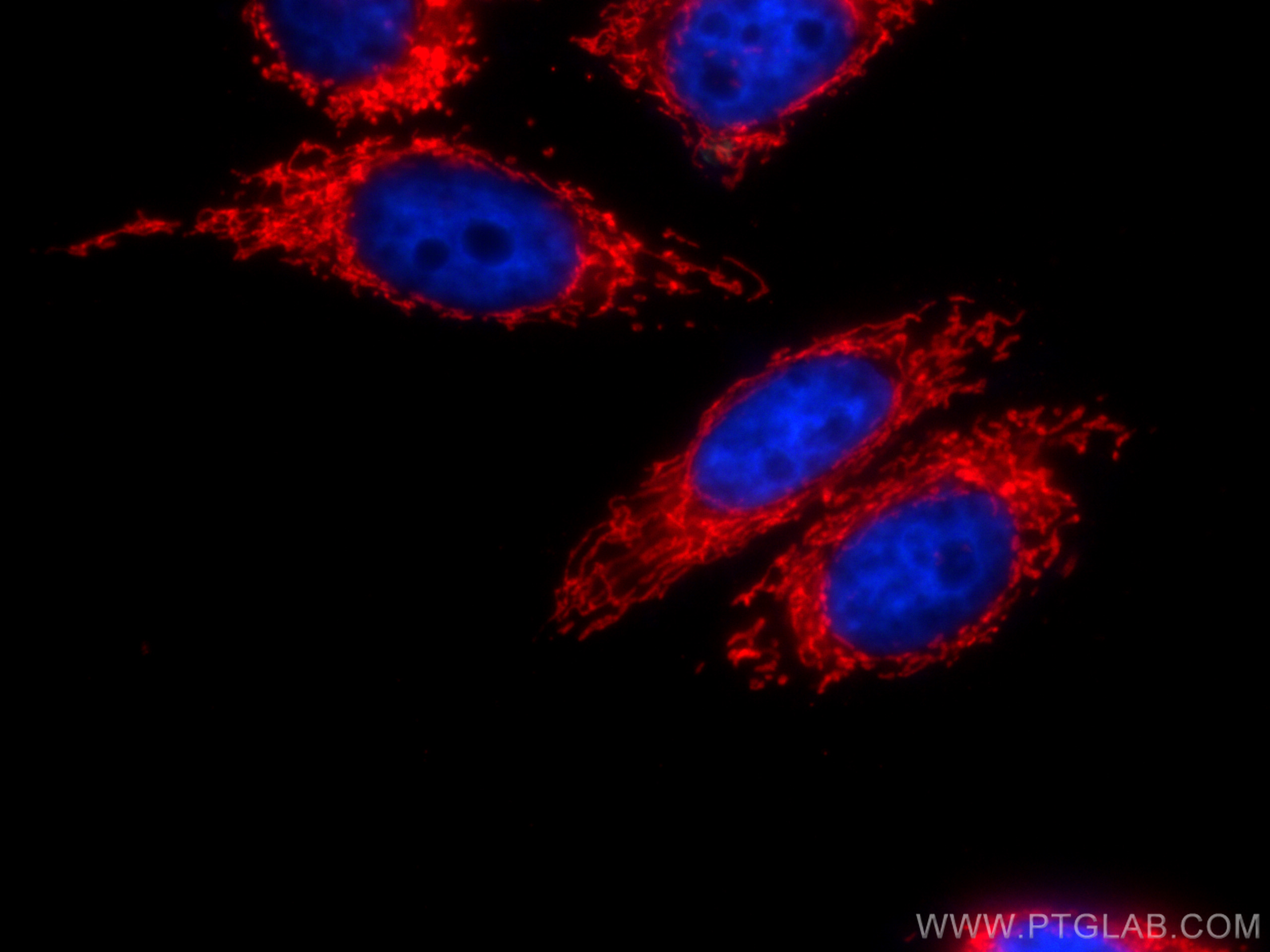 IF Staining of HepG2 using CL594-66041