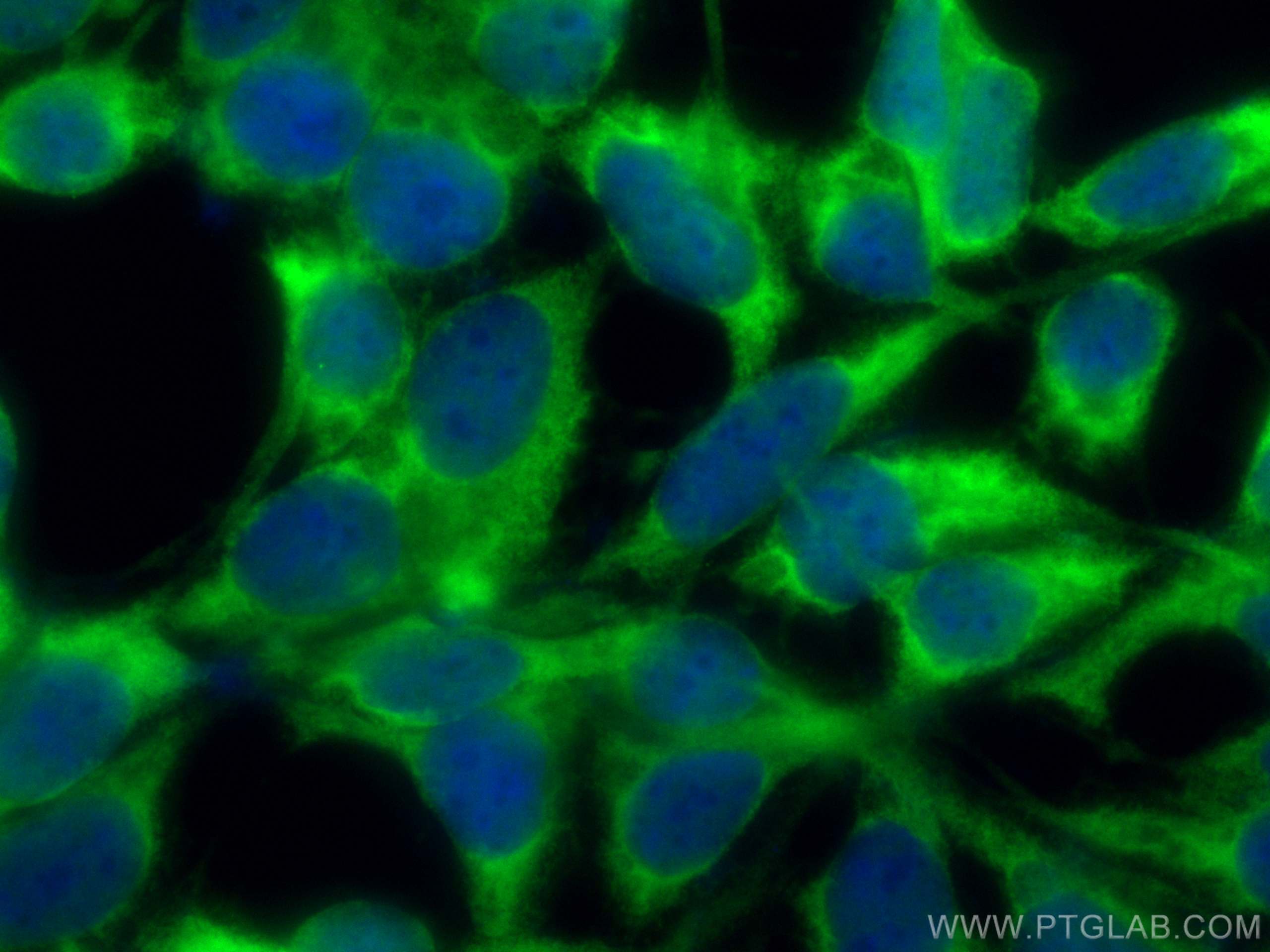 IF Staining of HEK-293 using CL488-66183