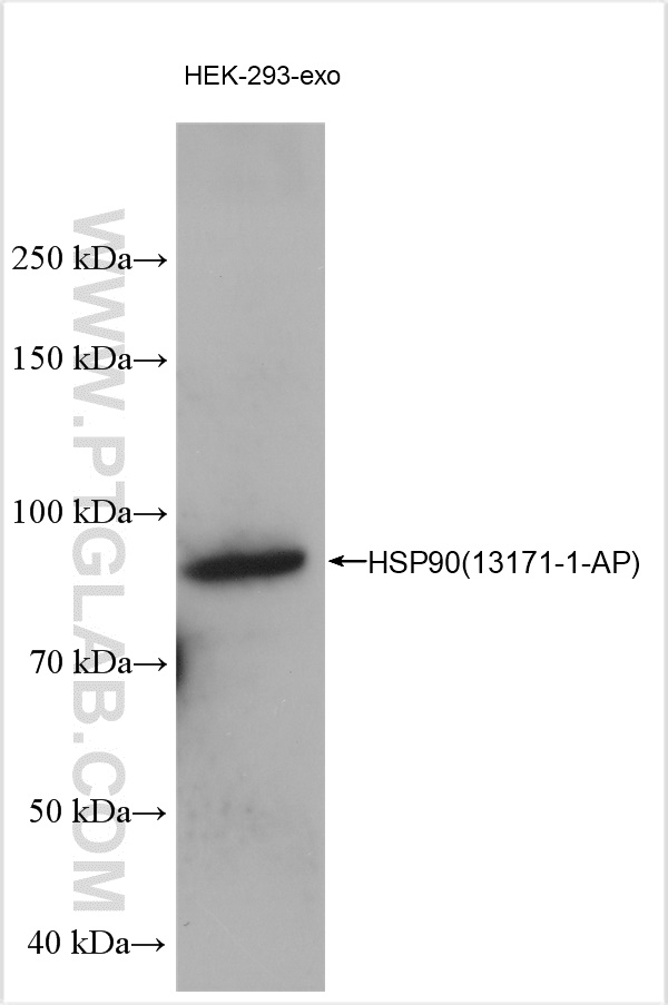 WB analysis of HEK-293 exosomes using 13171-1-AP