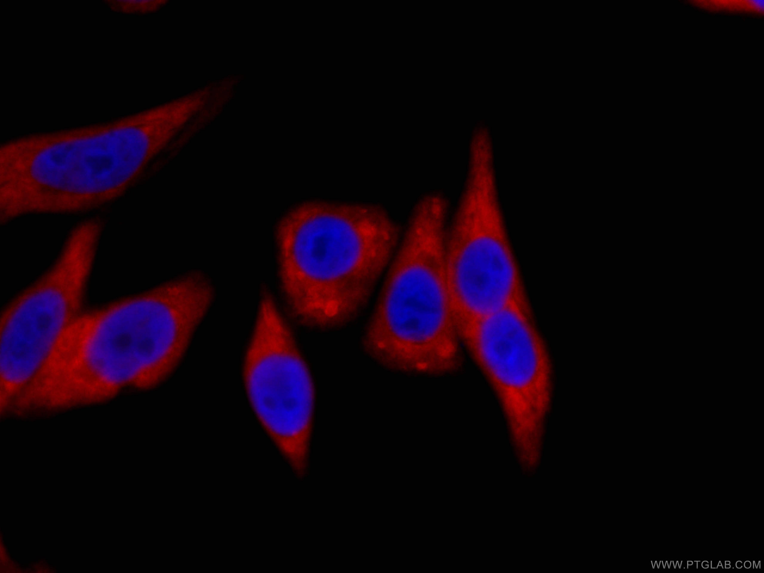 IF Staining of HepG2 using CL594-60318