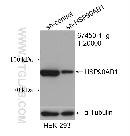WB analysis of HEK-293 using 67450-1-Ig (same clone as 67450-1-PBS)