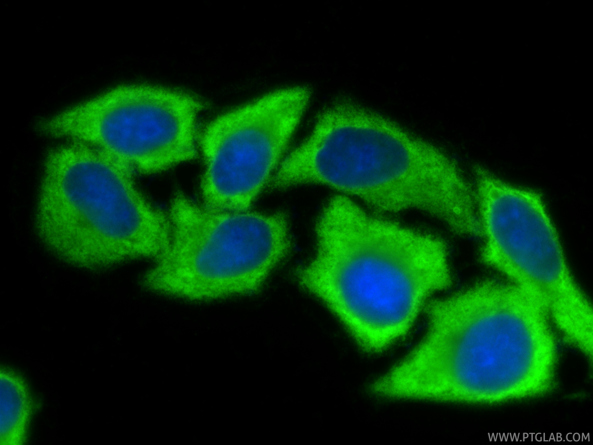 Immunofluorescent analysis of (-20°C Ethanol) fixed HepG2 cells using HSP90 antibody (<a class='green' href='/productredirect?CatalogNo=80301-1-RR' target='_blank'>80301-1-RR</a>, Clone: 5P14 ) at dilution of 1:200 and CoraLite®488-Conjugated Goat Anti-Rabbit IgG(H+L) (<a class='green' href='/productredirect?CatalogNo=SA00013-2' target='_blank'>SA00013-2</a>). This data was developed using the same antibody clone with 80301-1-PBS in a different storage buffer formulation. IF Staining of HepG2 using 80301-1-RR (same clone as 80301-1-PBS)