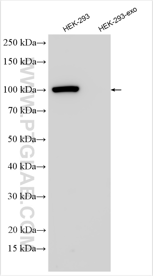 WB analysis of HEK-293 using 14700-1-AP