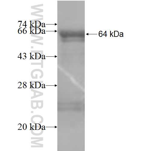 GRP94 fusion protein Ag7175 SDS-PAGE GRP94 fusion protein Ag7175 SDS-PAGE
