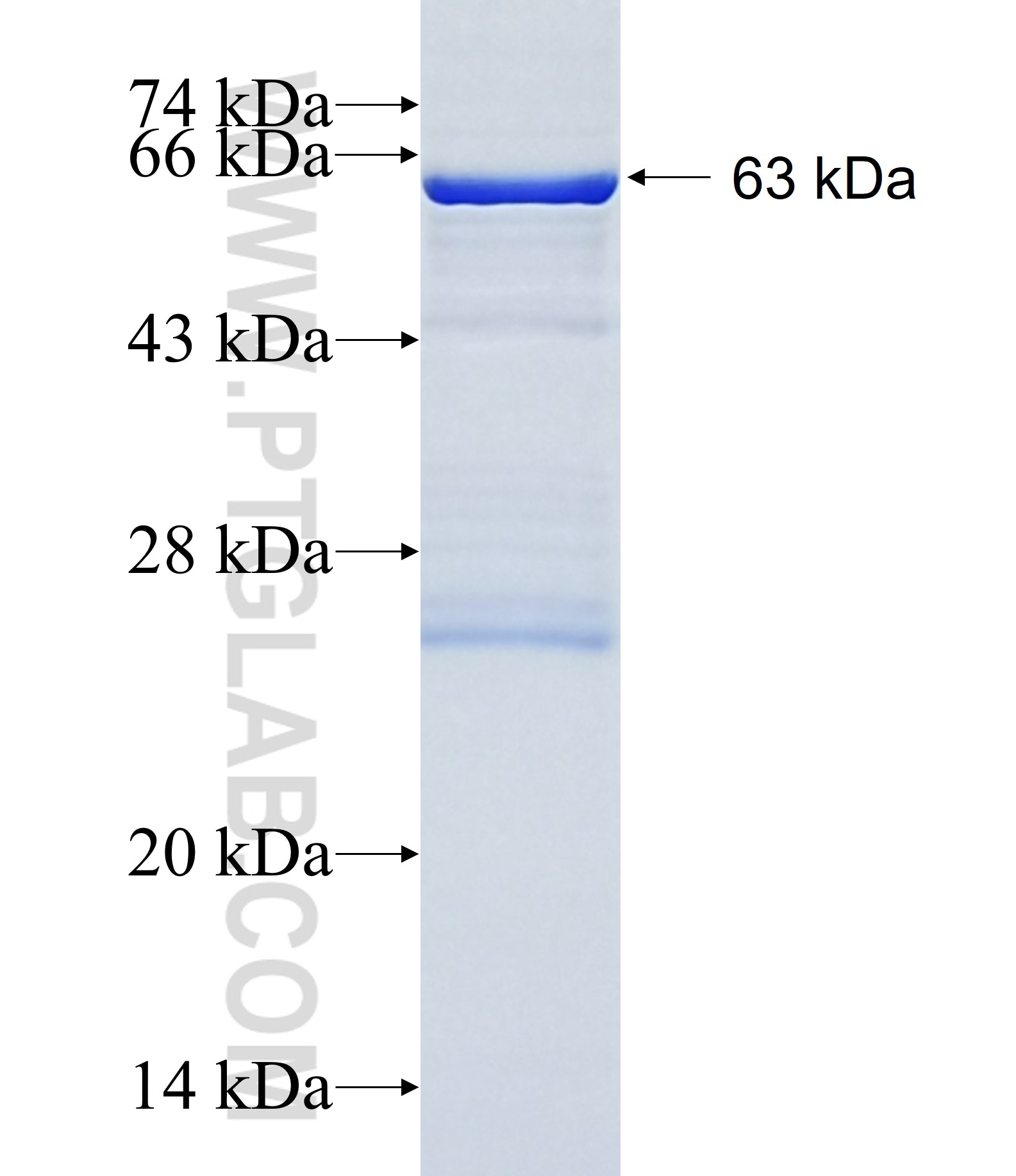 HSPA12B fusion protein Ag13544 SDS-PAGE