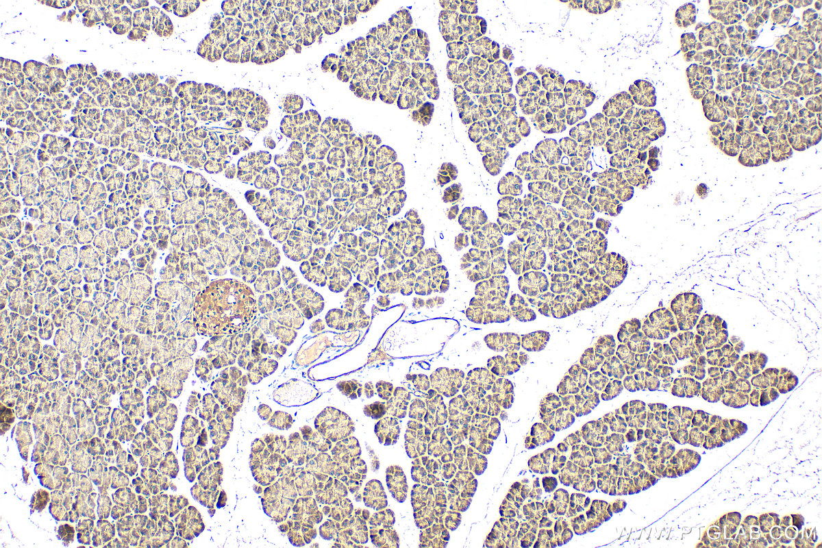 Immunohistochemical analysis of paraffin-embedded mouse pancreas tissue slide using 12667-2-AP (HSPA13 antibody) at dilution of 1:200 (under 10x lens). Heat mediated antigen retrieval with Tris-EDTA buffer (pH 9.0). IHC staining of mouse pancreas using 12667-2-AP