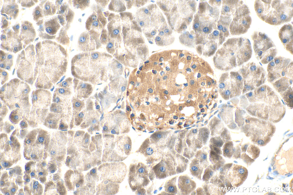 Immunohistochemical analysis of paraffin-embedded mouse pancreas tissue slide using 12667-2-AP (HSPA13 antibody) at dilution of 1:200 (under 40x lens). Heat mediated antigen retrieval with Tris-EDTA buffer (pH 9.0). IHC staining of mouse pancreas using 12667-2-AP