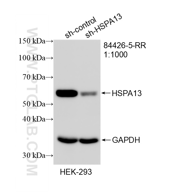 WB result of HSPA13 antibody (84426-5-RR; 1:1000; incubated at room temperature for 1.5 hours) with sh-Control and sh-HSPA13 transfected HEK-293 cells. WB analysis of HEK-293 using 84426-5-RR