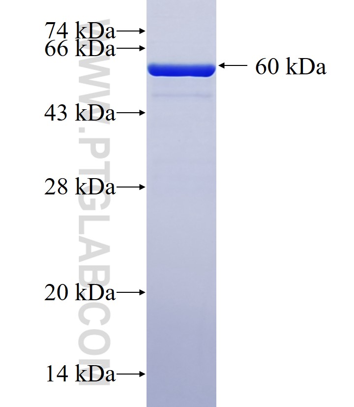 HSPA13 fusion protein Ag3349 SDS-PAGE