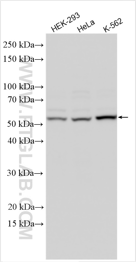 WB analysis using 28503-1-AP