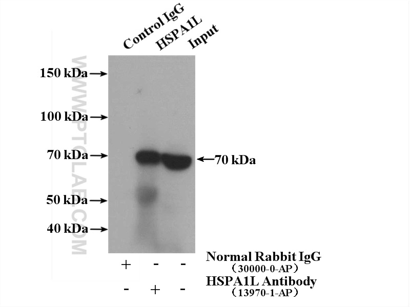 IP experiment of HepG2 using 13970-1-AP