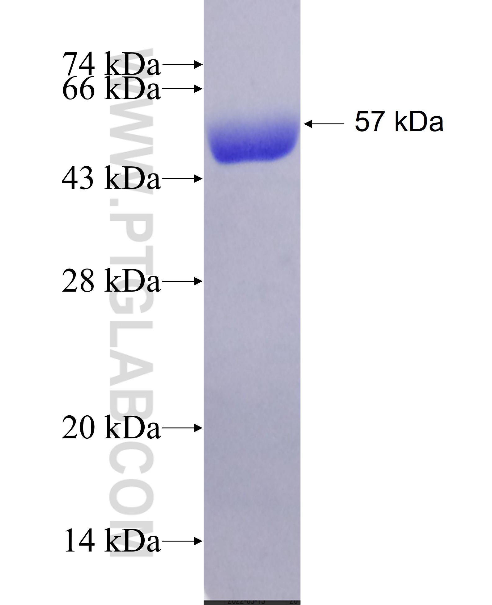 HSPA1L fusion protein Ag4995 SDS-PAGE