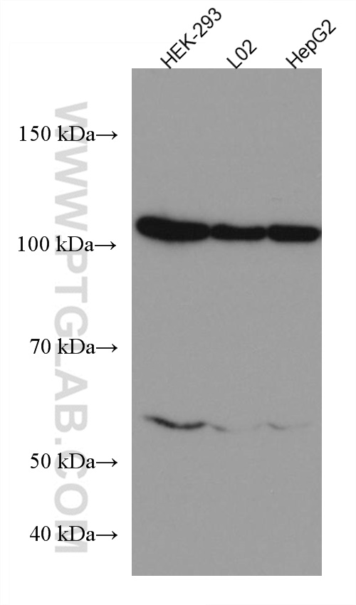 WB analysis using 67173-1-Ig