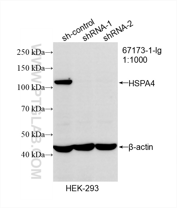 WB analysis of HEK-293 using 67173-1-Ig (same clone as 67173-1-PBS)