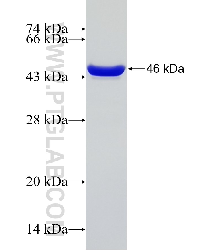 HSPA4 fusion protein Ag15581 SDS-PAGE