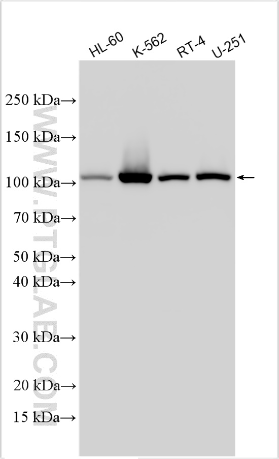 WB analysis using 32468-1-AP