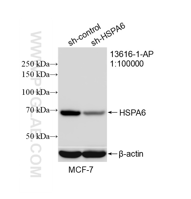 WB result of HSPA6 antibody (13616-1-AP; 1:100000; incubated at room temperature for 1.5 hours) with sh-Control and sh-HSPA6 transfected MCF-7 cells. WB analysis of MCF-7 using 13616-1-AP