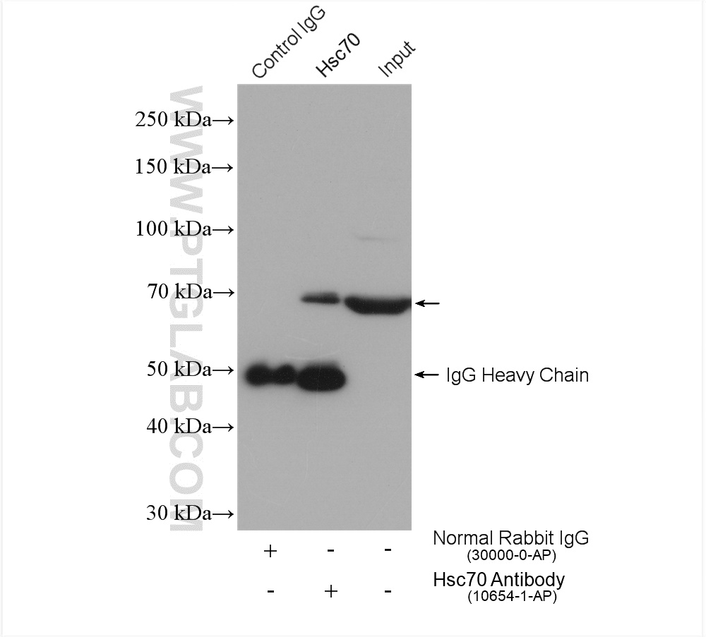 IP experiment of HEK-293 using 10654-1-AP