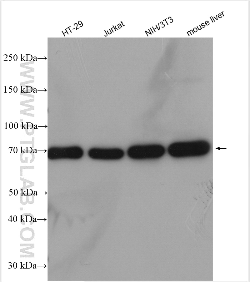 WB analysis using 14887-1-AP