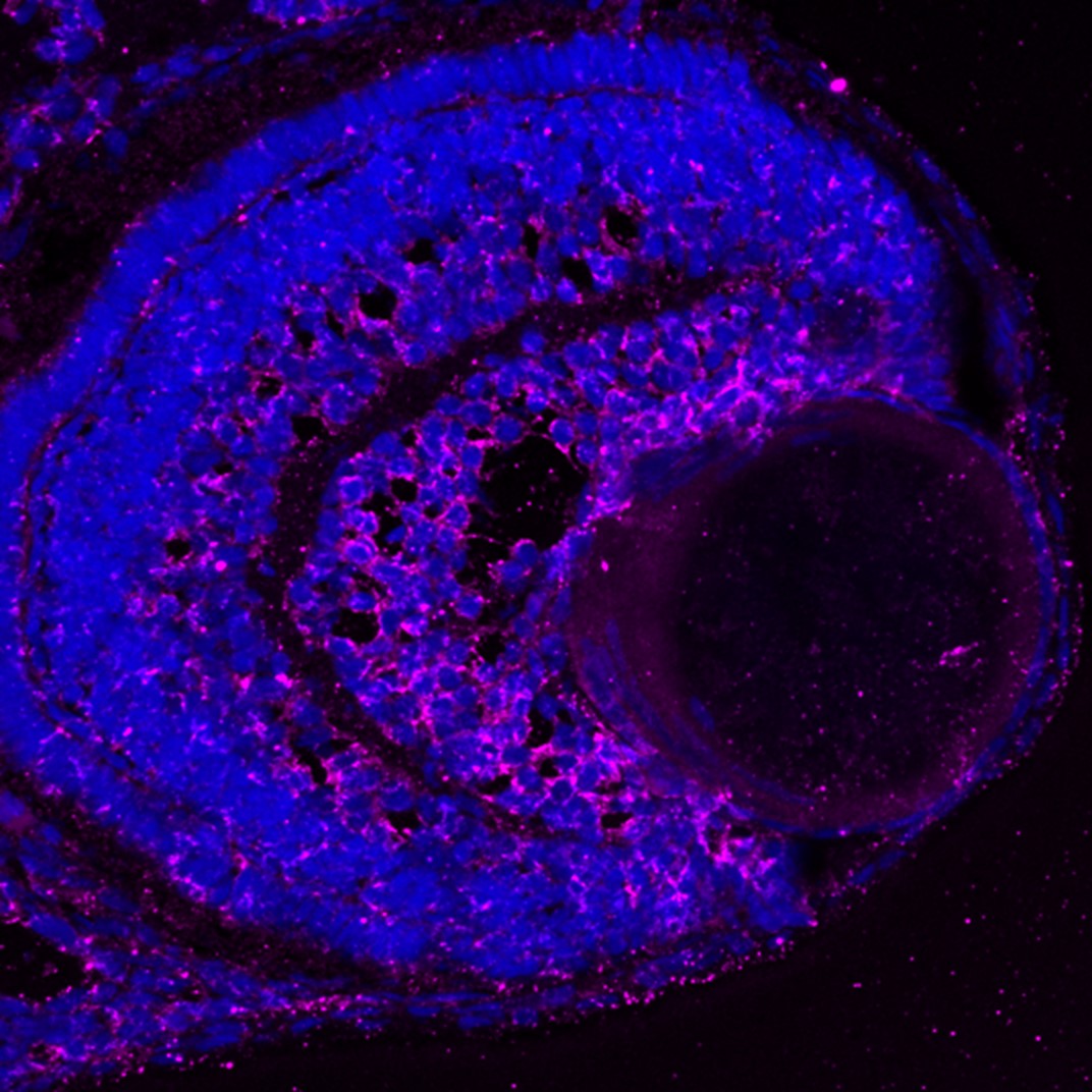 IF Staining of zebrafish retina using 66767-1-Ig