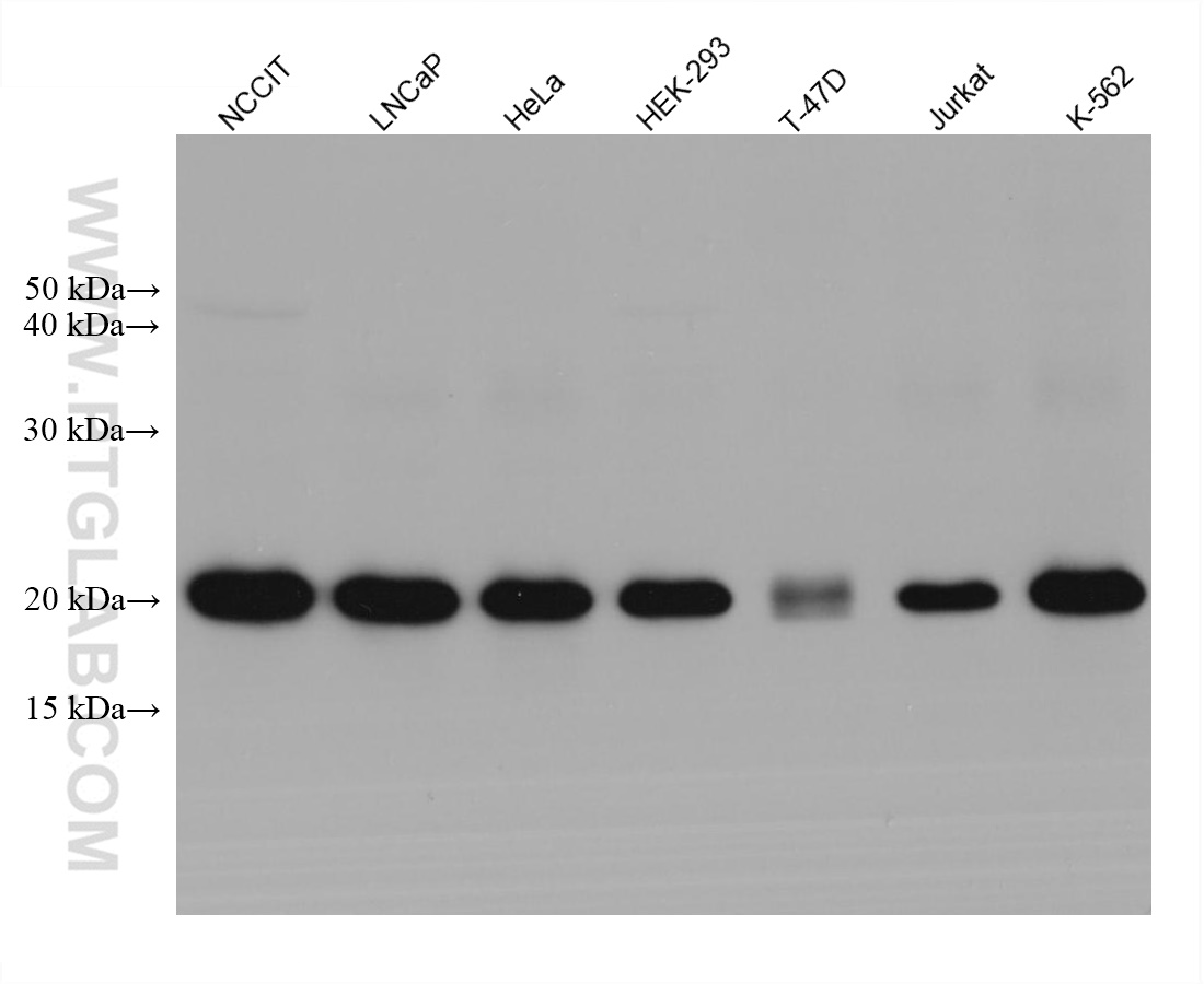 WB analysis using 68059-1-Ig