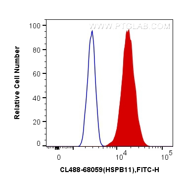 HSPB11