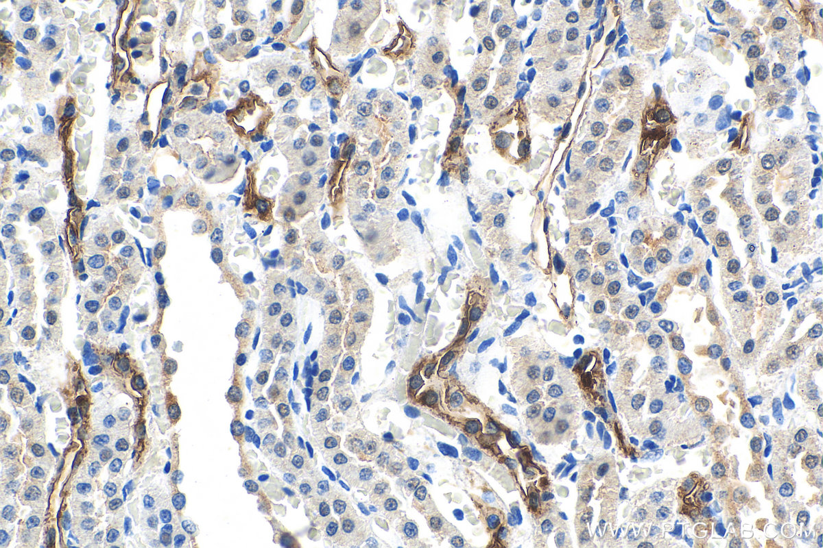 IHC staining of rat kidney using 67890-1-Ig