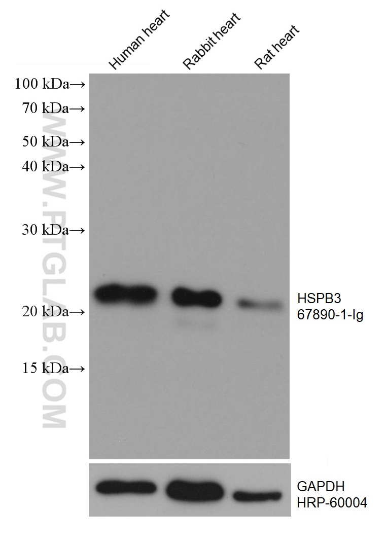 WB analysis using 67890-1-Ig