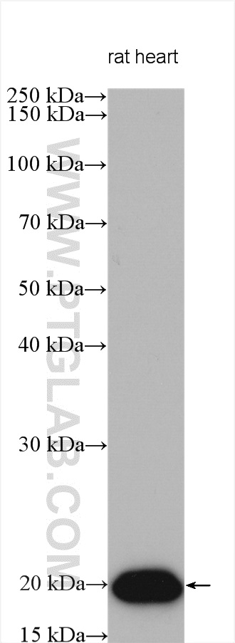 WB analysis using 16813-1-AP