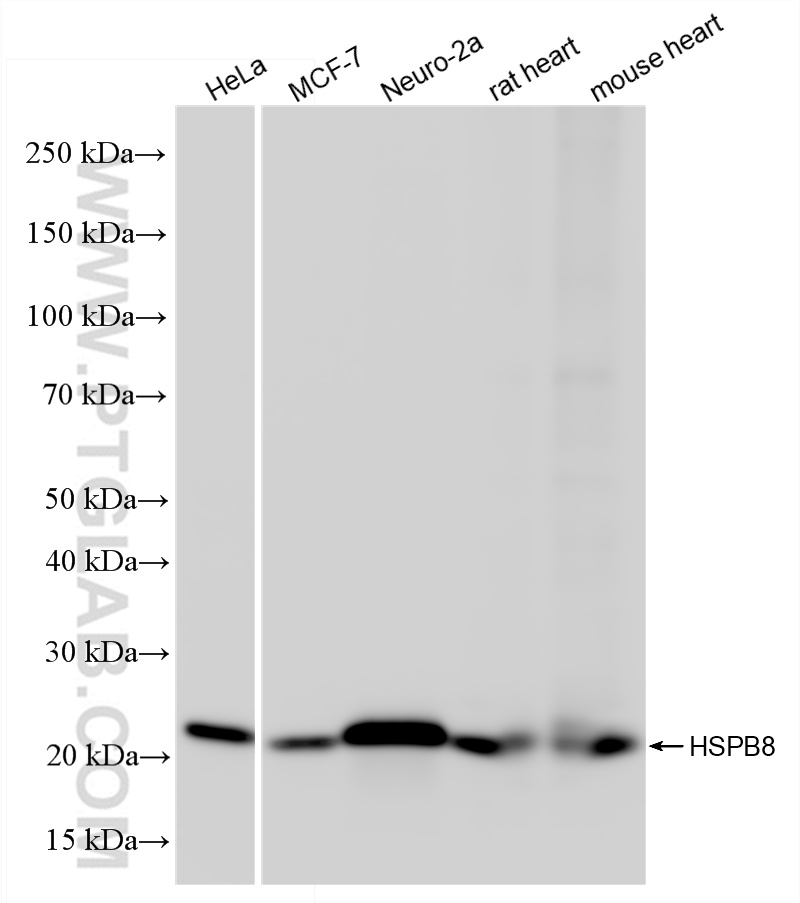 WB analysis using 86022-1-RR