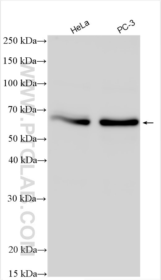 WB analysis using 27631-1-AP