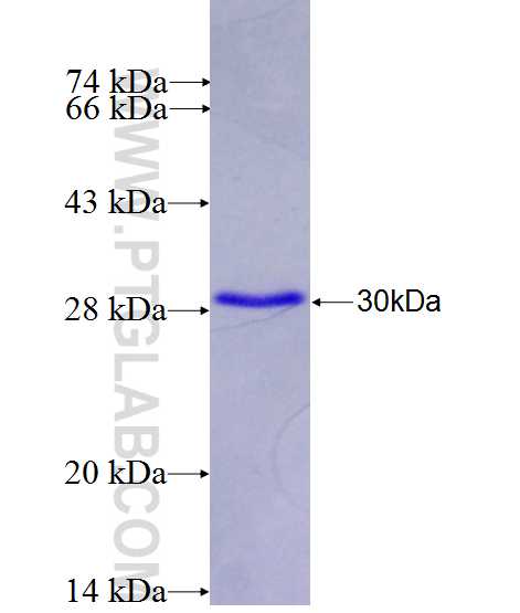 HSPBAP1 fusion protein Ag26808 SDS-PAGE