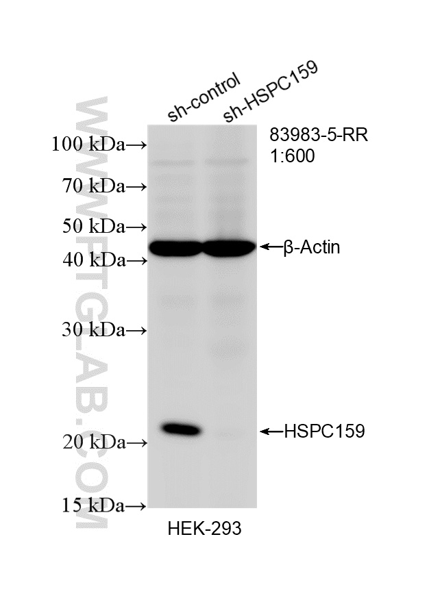 WB analysis of HEK-293 using 83983-5-RR