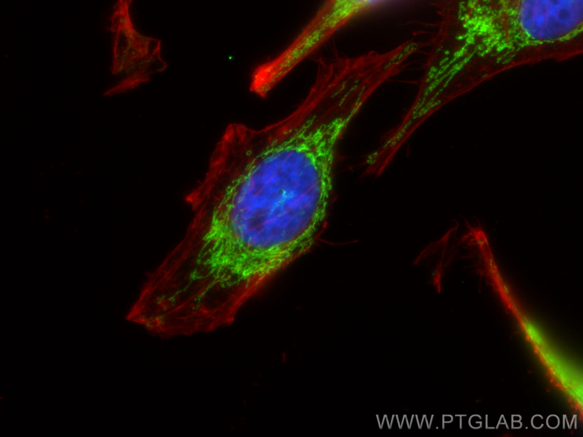IF Staining of HepG2 using 66041-1-Ig